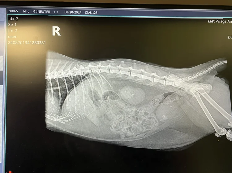 x-ray of a pet